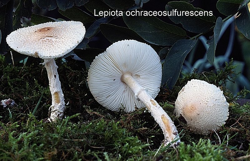 Lepiota ochraceosulfurescens-amf73.jpg - Lepiota ochraceosulfurescens ; Syn1: Lepiota clypeolaria var.minor ; Syn2: L.clypeolaria var.ochraceosulfurescens ; Non français: Lépiote ochracée jaunissante